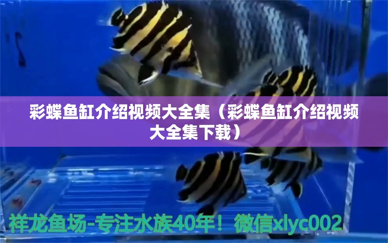 彩蝶魚缸介紹視頻大全集（彩蝶魚缸介紹視頻大全集下載）