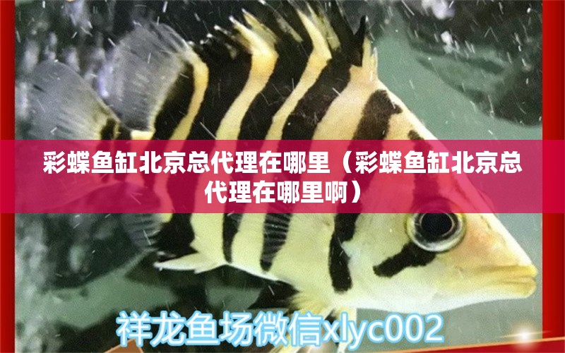 彩蝶魚(yú)缸北京總代理在哪里（彩蝶魚(yú)缸北京總代理在哪里?。? title=