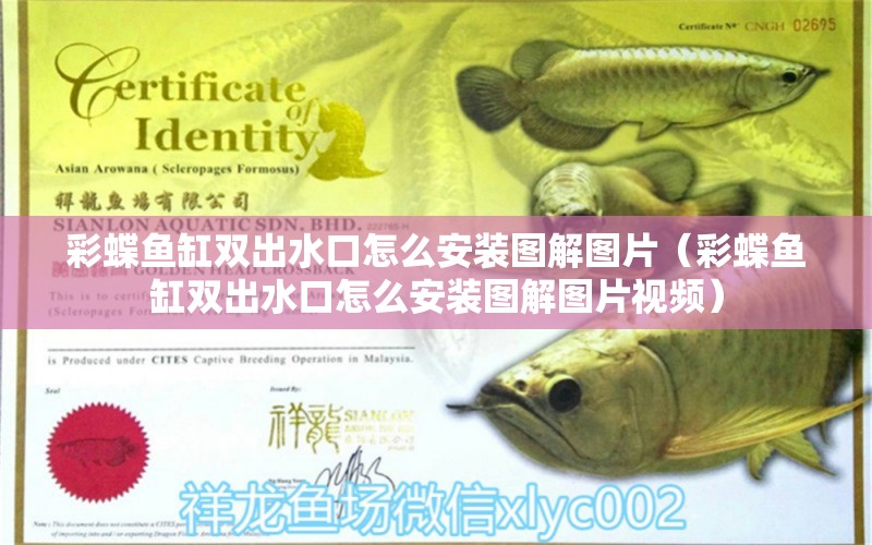 彩蝶魚缸雙出水口怎么安裝圖解圖片（彩蝶魚缸雙出水口怎么安裝圖解圖片視頻）