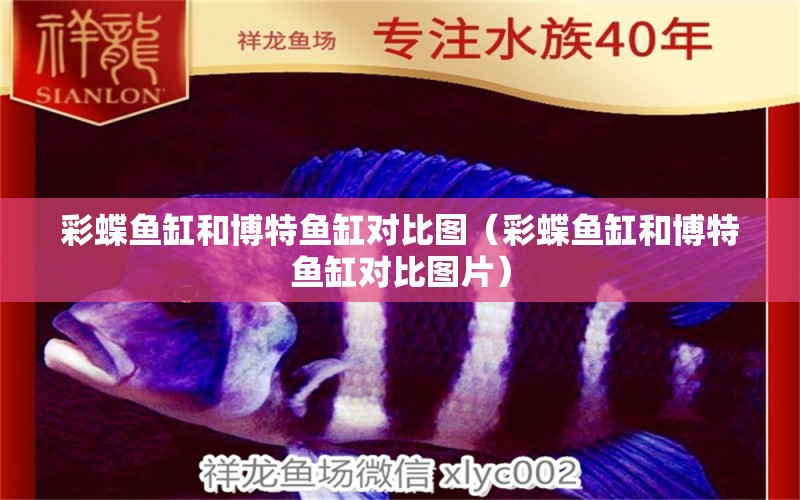 彩蝶魚缸和博特魚缸對比圖（彩蝶魚缸和博特魚缸對比圖片）