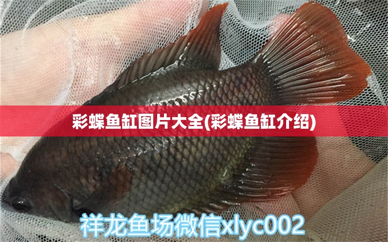 彩蝶魚(yú)缸圖片大全(彩蝶魚(yú)缸介紹) 廣州水族批發(fā)市場(chǎng)