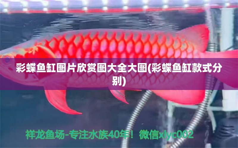 彩蝶魚(yú)缸圖片欣賞圖大全大圖(彩蝶魚(yú)缸款式分別) 雪龍魚(yú)