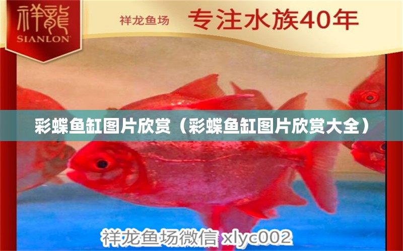 彩蝶魚(yú)缸圖片欣賞（彩蝶魚(yú)缸圖片欣賞大全）