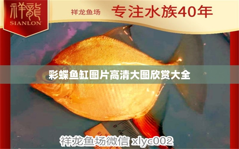 彩蝶魚(yú)缸圖片高清大圖欣賞大全