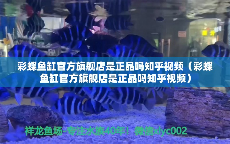 彩蝶魚缸官方旗艦店是正品嗎知乎視頻（彩蝶魚缸官方旗艦店是正品嗎知乎視頻）