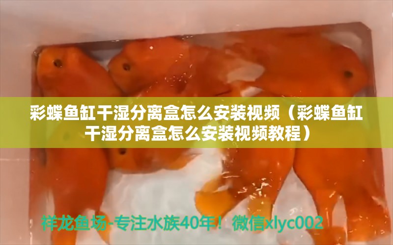 彩蝶魚缸干濕分離盒怎么安裝視頻（彩蝶魚缸干濕分離盒怎么安裝視頻教程）