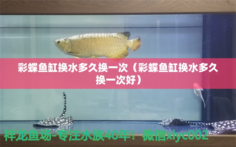 彩蝶魚缸換水多久換一次（彩蝶魚缸換水多久換一次好） 祥龍金禾金龍魚