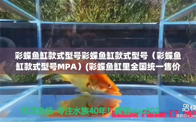 彩蝶魚缸款式型號彩蝶魚缸款式型號（彩蝶魚缸款式型號MPA）(彩蝶魚缸里全國統(tǒng)一售價表) 朱巴利魚苗