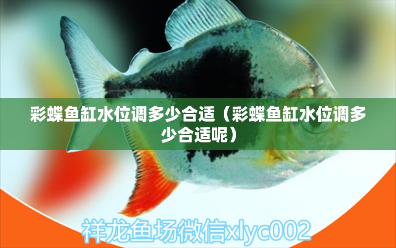 彩蝶魚缸水位調(diào)多少合適（彩蝶魚缸水位調(diào)多少合適呢） 青龍魚