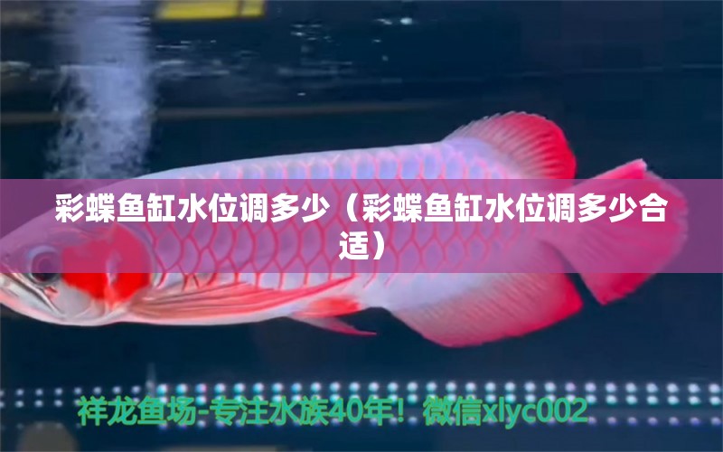 彩蝶魚(yú)缸水位調(diào)多少（彩蝶魚(yú)缸水位調(diào)多少合適）