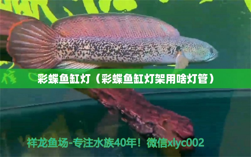 彩蝶魚缸燈（彩蝶魚缸燈架用啥燈管）