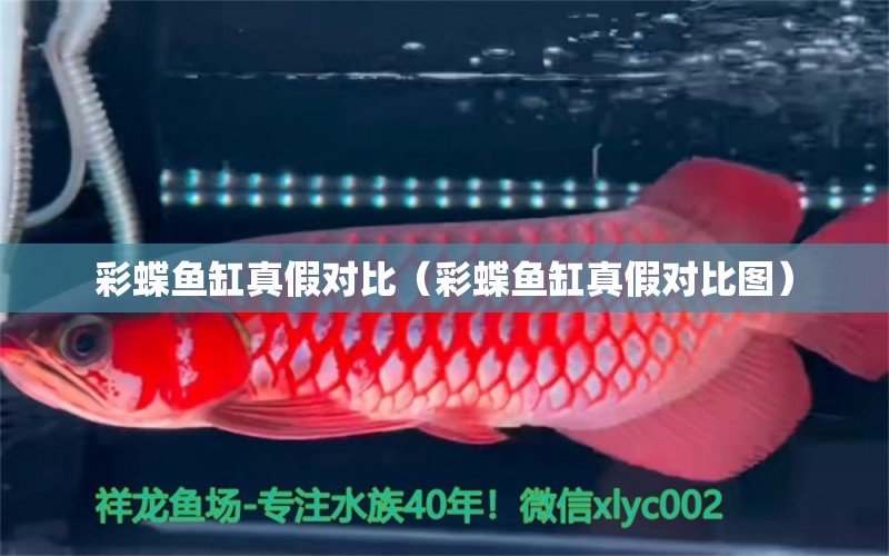 彩蝶魚(yú)缸真假對(duì)比（彩蝶魚(yú)缸真假對(duì)比圖）