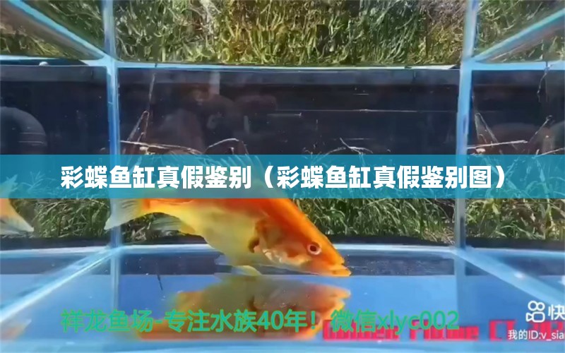 彩蝶魚缸真假鑒別（彩蝶魚缸真假鑒別圖）