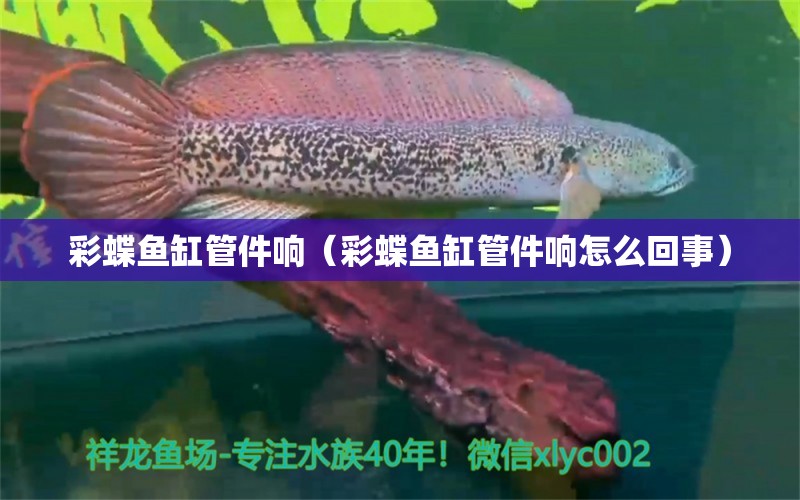 彩蝶魚缸管件響（彩蝶魚缸管件響怎么回事）