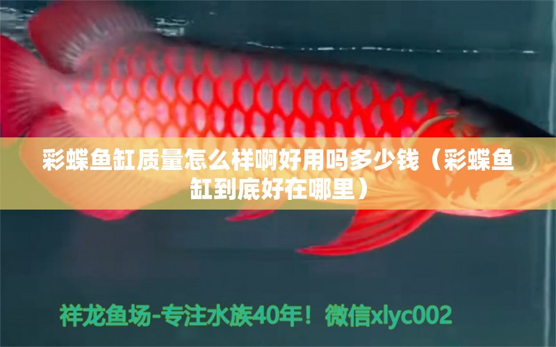 彩蝶魚缸質(zhì)量怎么樣啊好用嗎多少錢（彩蝶魚缸到底好在哪里） 黃金達(dá)摩魚