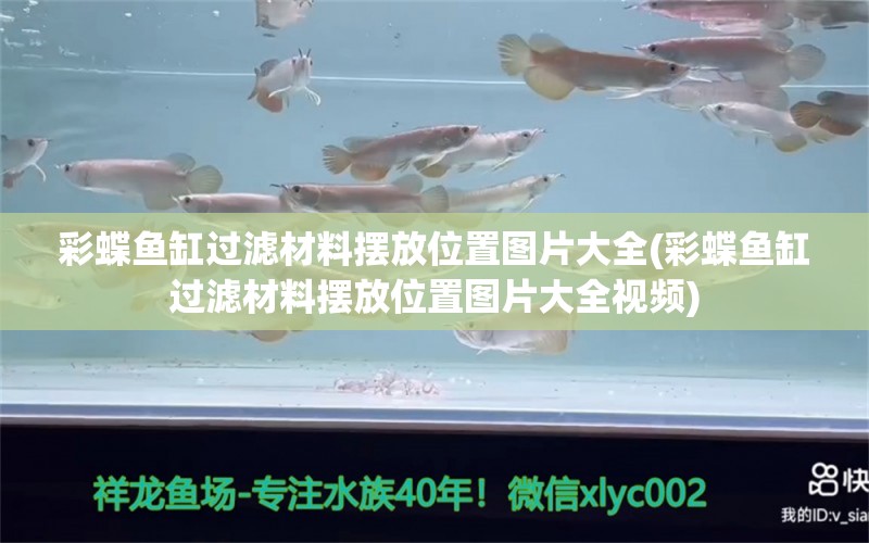 彩蝶魚缸過濾材料擺放位置圖片大全(彩蝶魚缸過濾材料擺放位置圖片大全視頻) 黃金貓魚