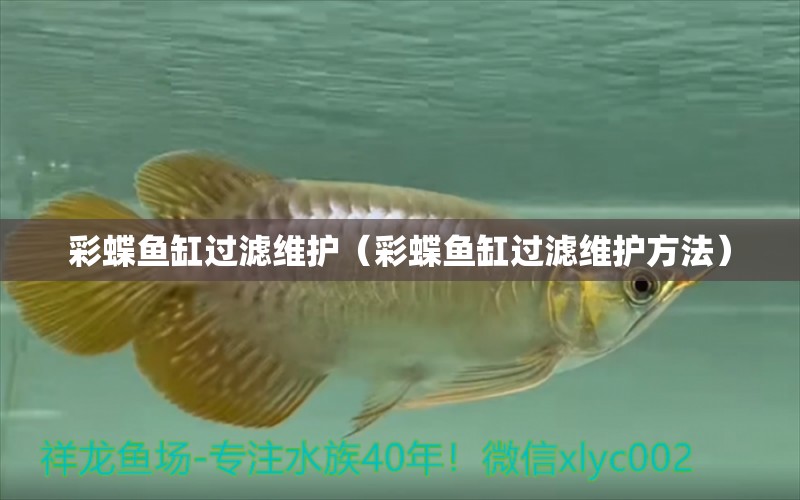 彩蝶魚缸過濾維護（彩蝶魚缸過濾維護方法） 魚缸水質(zhì)穩(wěn)定劑