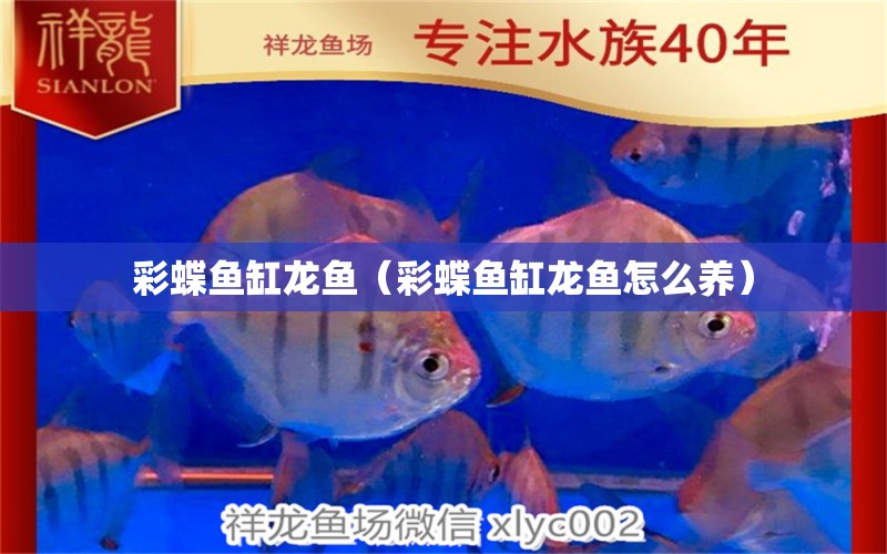 彩蝶魚缸龍魚（彩蝶魚缸龍魚怎么養(yǎng)）