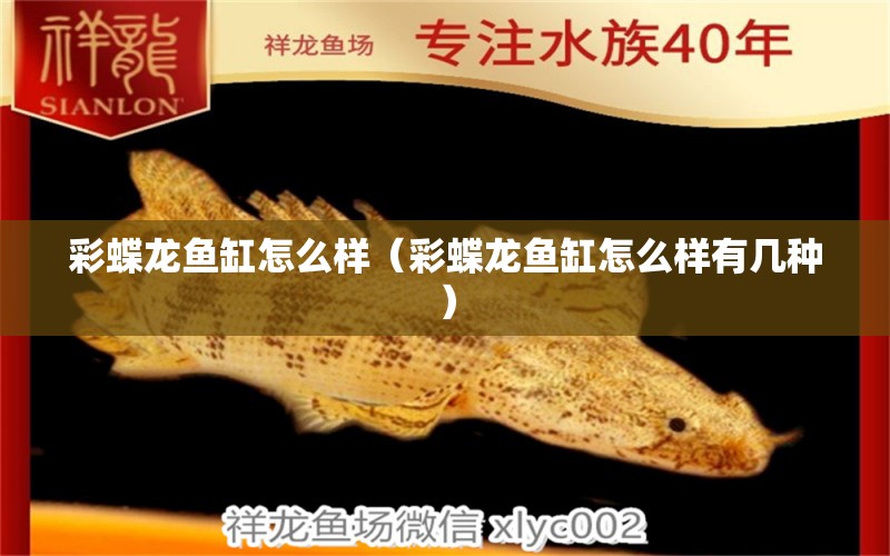 彩蝶龍魚缸怎么樣（彩蝶龍魚缸怎么樣有幾種）