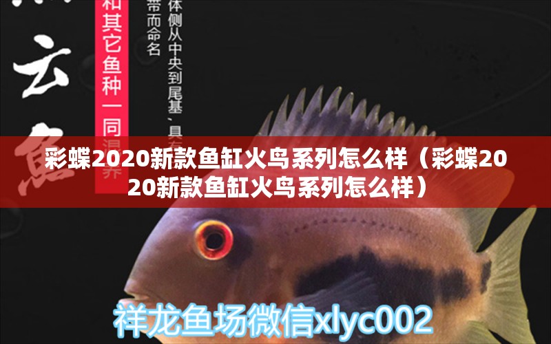 彩蝶2020新款魚缸火鳥系列怎么樣（彩蝶2020新款魚缸火鳥系列怎么樣）