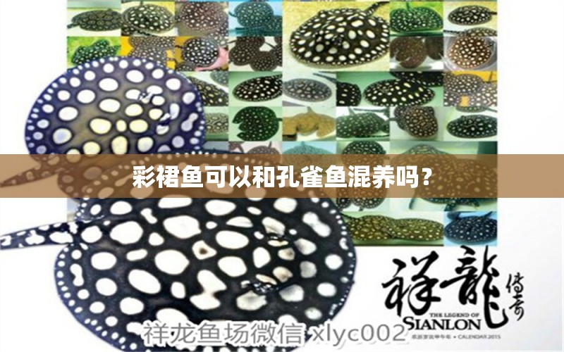 彩裙魚可以和孔雀魚混養(yǎng)嗎？