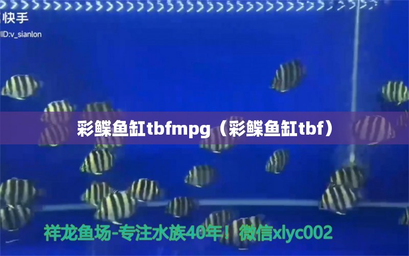 彩鰈魚缸tbfmpg（彩鰈魚缸tbf）