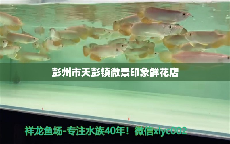 彭州市天彭鎮(zhèn)微景印象鮮花店 全國水族館企業(yè)名錄