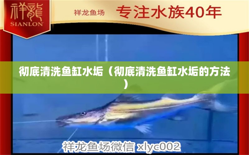 徹底清洗魚(yú)缸水垢（徹底清洗魚(yú)缸水垢的方法）