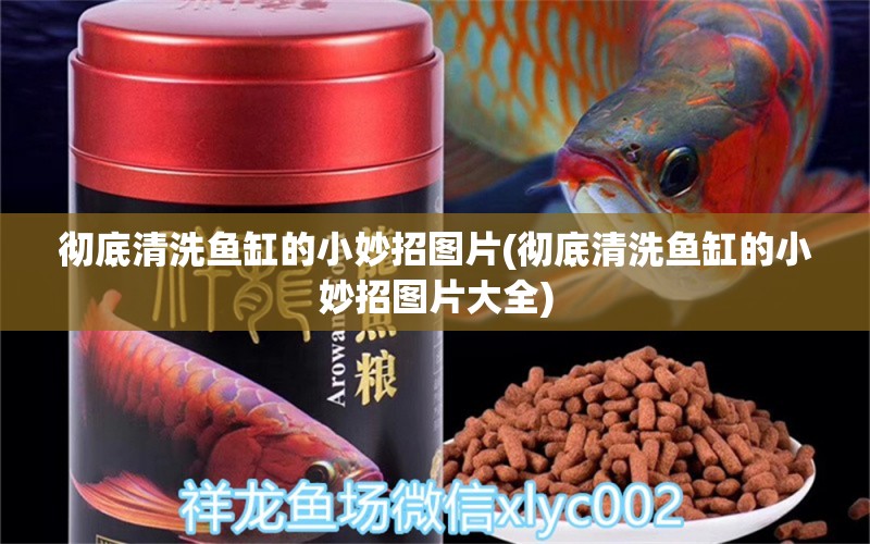 徹底清洗魚缸的小妙招圖片(徹底清洗魚缸的小妙招圖片大全) 雙線側(cè)魚