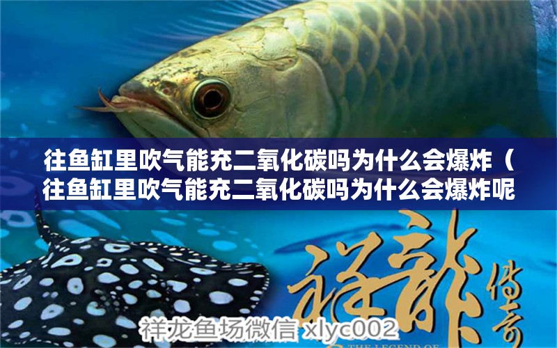 往魚缸里吹氣能充二氧化碳嗎為什么會爆炸（往魚缸里吹氣能充二氧化碳嗎為什么會爆炸呢）