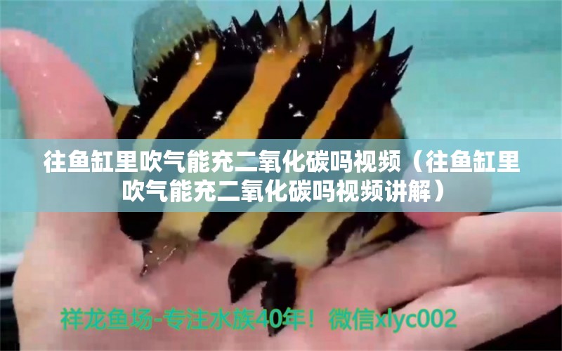 往魚缸里吹氣能充二氧化碳嗎視頻（往魚缸里吹氣能充二氧化碳嗎視頻講解） 二氧化碳設備