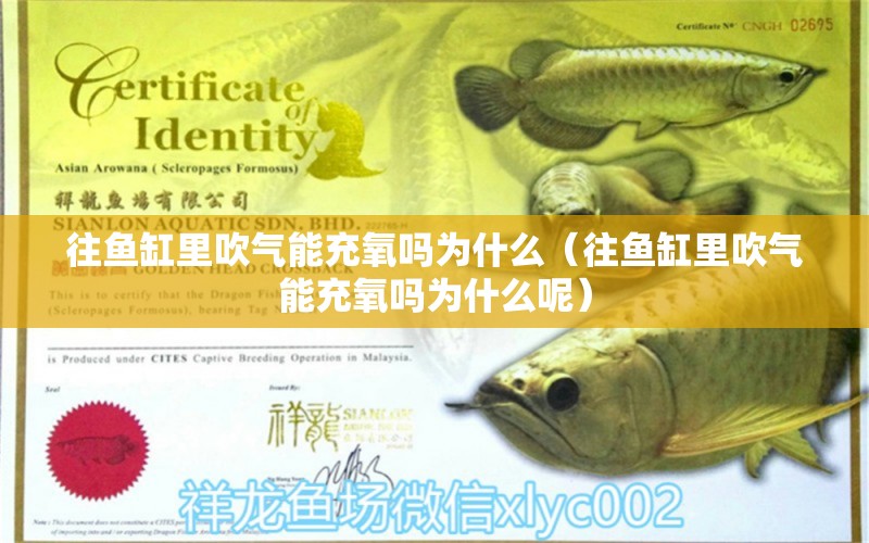 往魚(yú)缸里吹氣能充氧嗎為什么（往魚(yú)缸里吹氣能充氧嗎為什么呢）