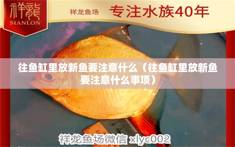 往魚缸里放新魚要注意什么（往魚缸里放新魚要注意什么事項(xiàng)）