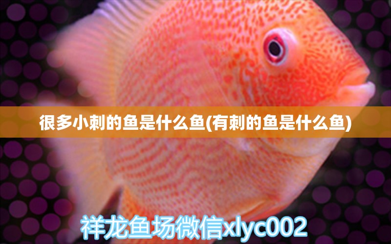 很多小刺的魚是什么魚(有刺的魚是什么魚) 三色錦鯉魚