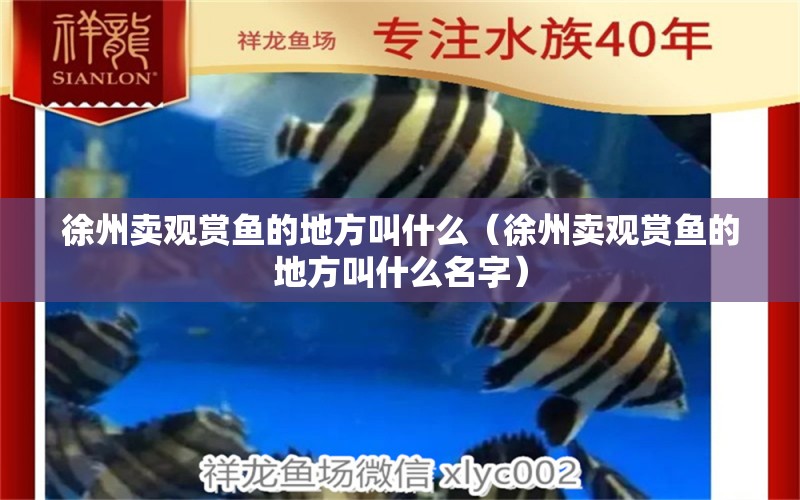 徐州賣觀賞魚的地方叫什么（徐州賣觀賞魚的地方叫什么名字） 丹頂錦鯉魚