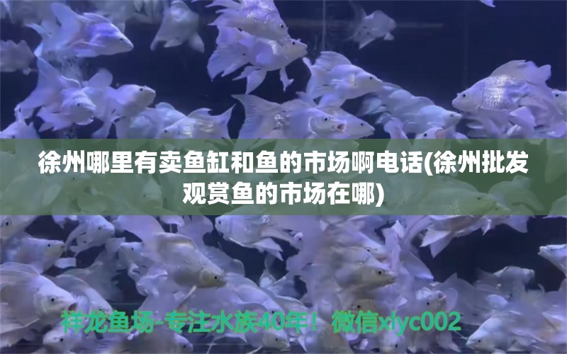 徐州哪里有賣魚缸和魚的市場(chǎng)啊電話(徐州批發(fā)觀賞魚的市場(chǎng)在哪)