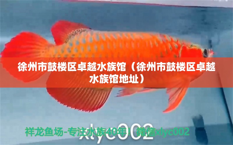 徐州市鼓樓區(qū)卓越水族館（徐州市鼓樓區(qū)卓越水族館地址）