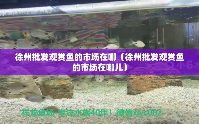 徐州批發(fā)觀賞魚的市場在哪（徐州批發(fā)觀賞魚的市場在哪兒） 月光鴨嘴魚