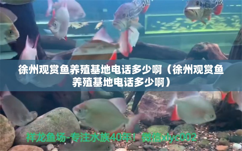 徐州觀賞魚養(yǎng)殖基地電話多少?。ㄐ熘萦^賞魚養(yǎng)殖基地電話多少?。? title=