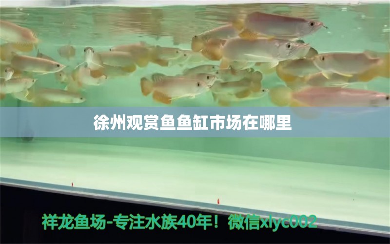 徐州觀賞魚(yú)魚(yú)缸市場(chǎng)在哪里 