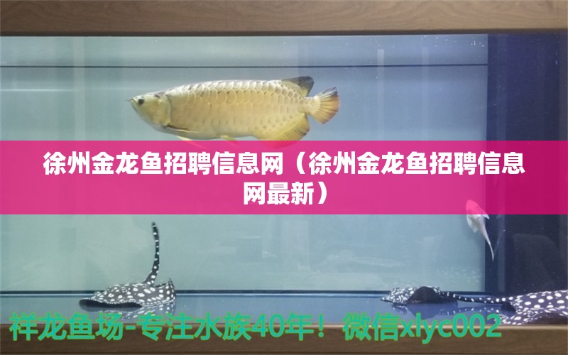 徐州金龍魚招聘信息網(wǎng)（徐州金龍魚招聘信息網(wǎng)最新）