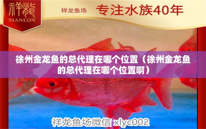 徐州金龍魚的總代理在哪個位置（徐州金龍魚的總代理在哪個位置?。?觀賞魚批發(fā)