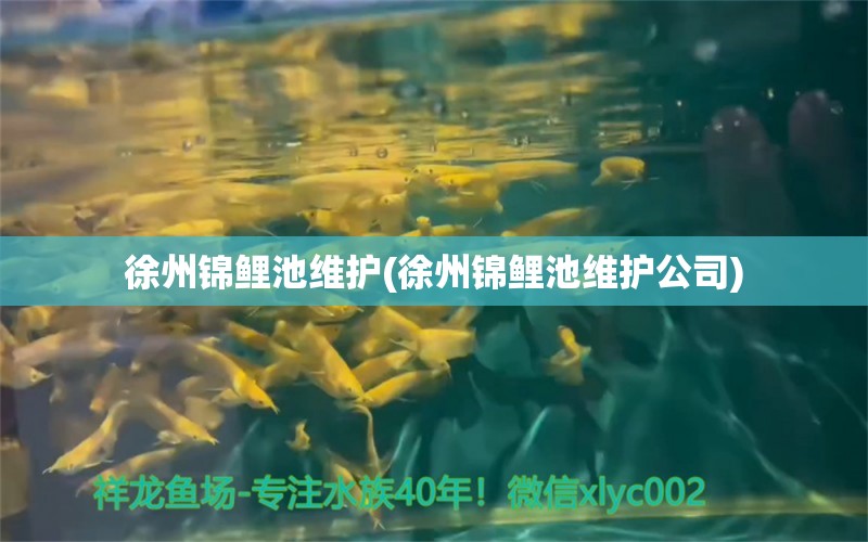 徐州錦鯉池維護(hù)(徐州錦鯉池維護(hù)公司) 申古銀版魚