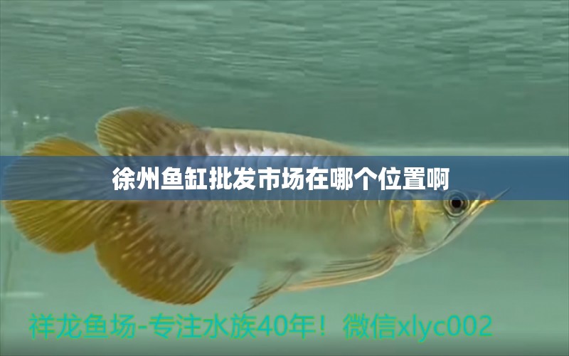 徐州魚缸批發(fā)市場在哪個位置啊  黃金招財貓魚