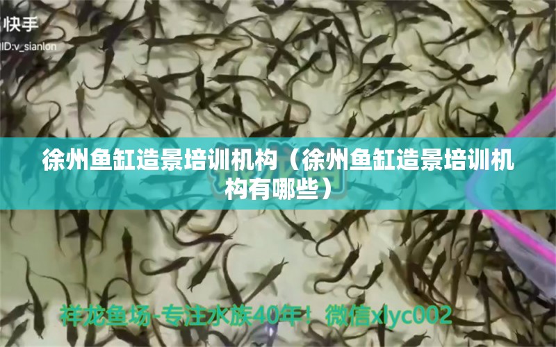 徐州魚(yú)缸造景培訓(xùn)機(jī)構(gòu)（徐州魚(yú)缸造景培訓(xùn)機(jī)構(gòu)有哪些）