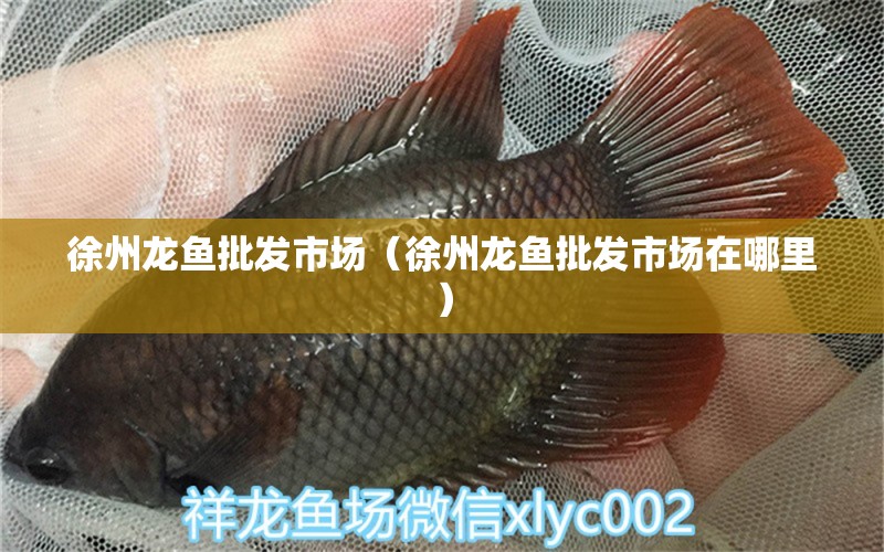 徐州龍魚(yú)批發(fā)市場(chǎng)（徐州龍魚(yú)批發(fā)市場(chǎng)在哪里） 龍魚(yú)批發(fā)