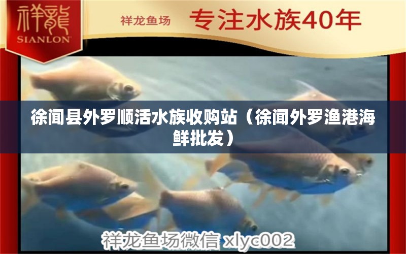 徐聞縣外羅順活水族收購(gòu)站（徐聞外羅漁港海鮮批發(fā)）