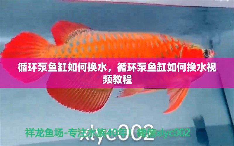 循環(huán)泵魚(yú)缸如何換水，循環(huán)泵魚(yú)缸如何換水視頻教程 粗線銀版魚(yú)苗