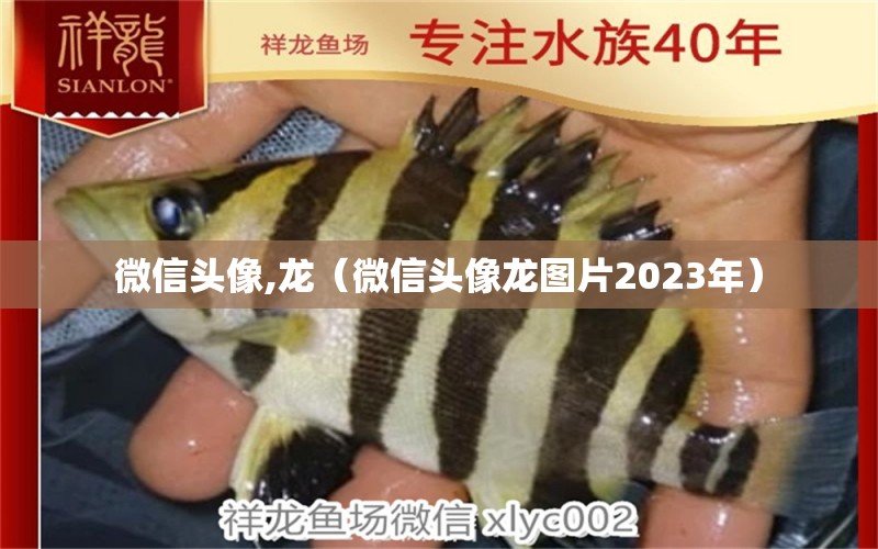 微信頭像,龍（微信頭像龍圖片2023年） 廣州龍魚批發(fā)市場(chǎng)