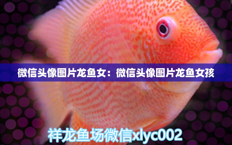 微信頭像圖片龍魚女：微信頭像圖片龍魚女孩